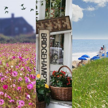 Summer, Flower, Wildflower, Spring, Plant, Vacation, Sea, Coast, Tourism, Travel, 
