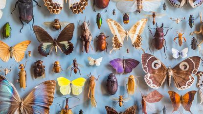 a collection of insects and bugs laid out on a white background, including beetles, butterflies and cockroaches