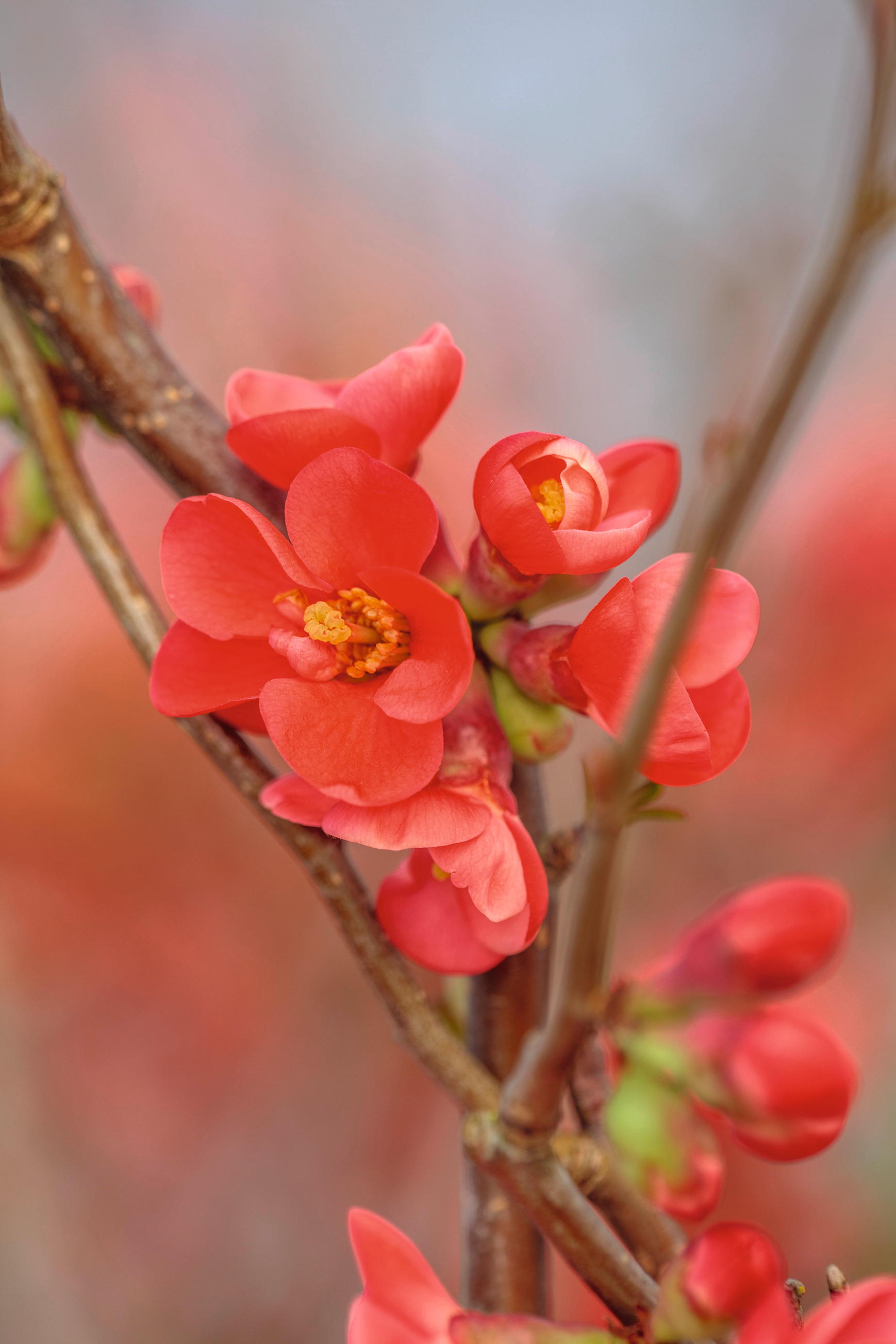 CHAENOMELES TRIAL, FLOWERS OF CHAENOMELES SPECIOSA CRIMSON BEAUTY, JAPANESE QUINCE, SHRUBS, MARCH