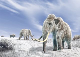 Artist's depiction of woolly mammoths and ancient bison roaming a frozen plain. 