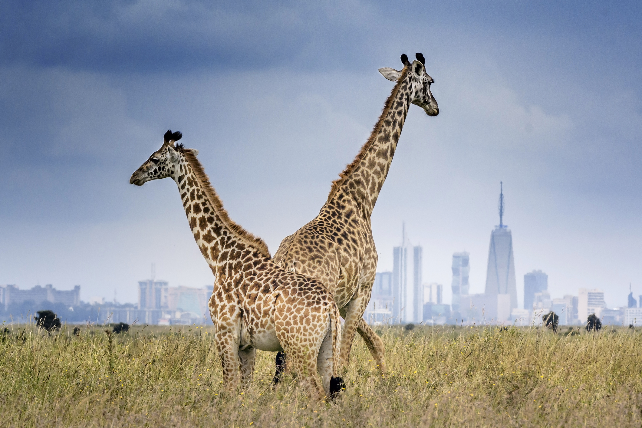 nairobi national park