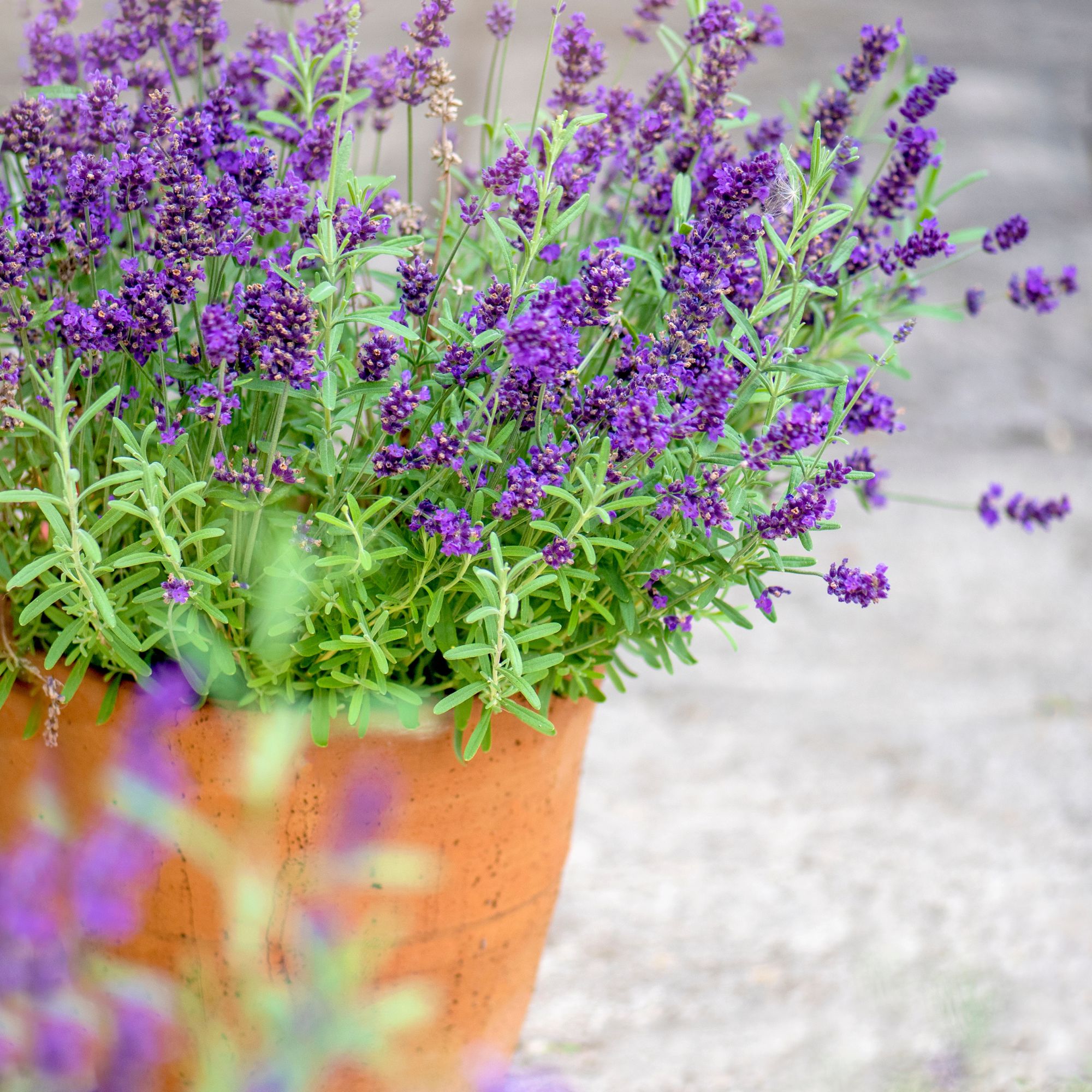 lavender in front garden container