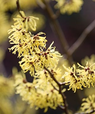 Winter garden ideas - Close up of witch hazel, one of the best trees for a small garden.