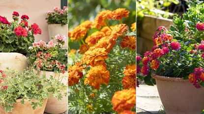 flowers for pots in full sun