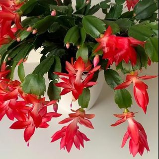 Red Thanksgiving Cactus Plant Live Schlumbergera Plant Red Christmas Cactus Plants Flower Cactus Plants Thanksgiving Cactus Flower Plant Live Indoor Houseplant in 4 Inch Pot