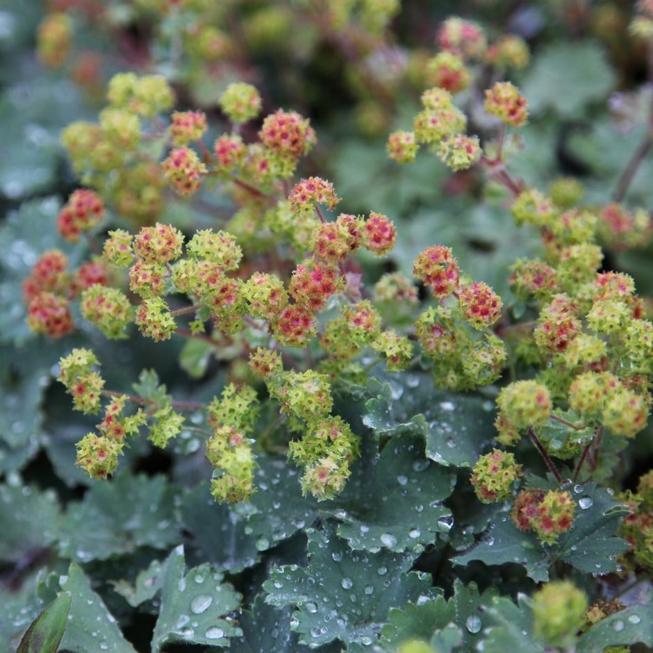 Alchemilla Erythropoda