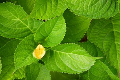 Hydrangea Without Blooms