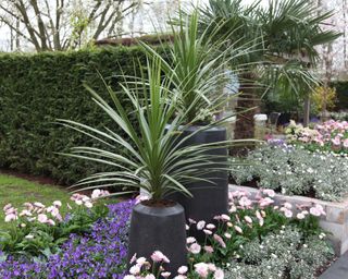 large cordyline plants in containers