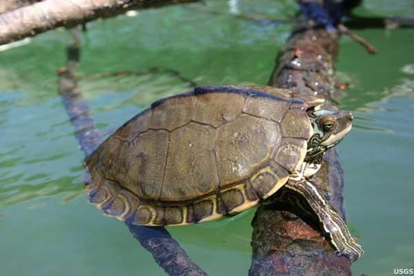 new-turtle-100728-02