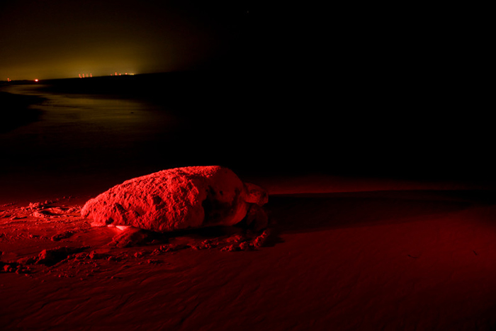 Loggerhead turtle nesting