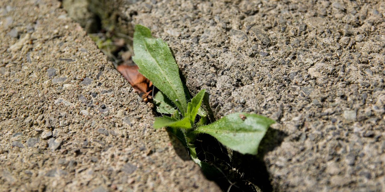 Weed between crack in patio