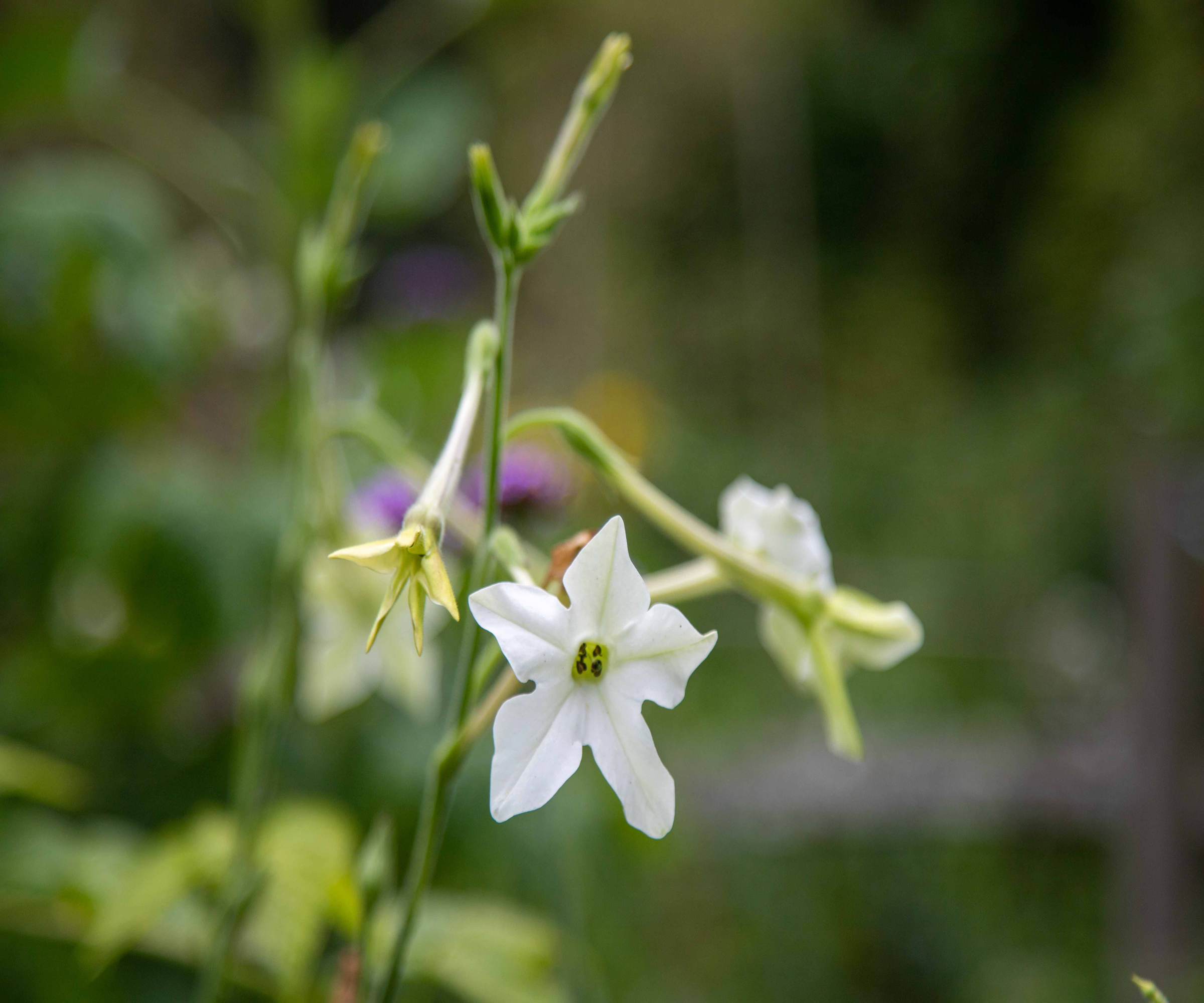 White nicotiana flowring in the garden