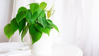 Heart-leaf philodendron sitting on a tabletop.