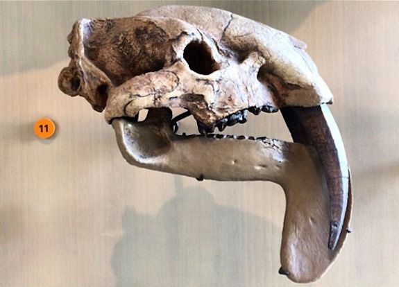 12 Amazing Saber-toothed Animals | Live Science