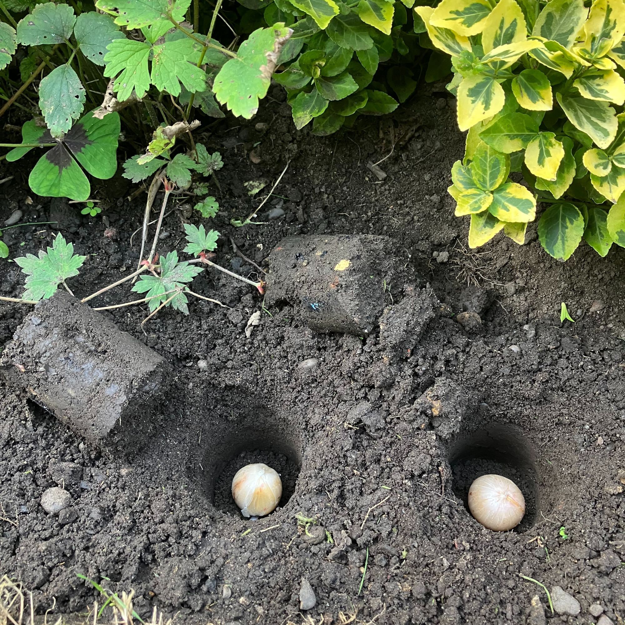 spring bulb planting in flower bed