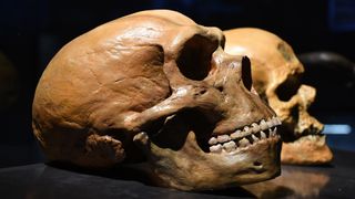 Neanderthal vs human skull.