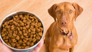 can you refrigerate puppy formula