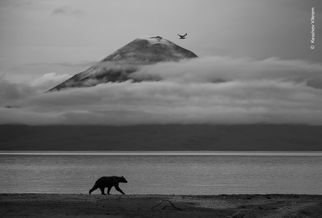 A solitary bear walks along a tranquil shoreline with a misty mountain in the background. A bird soars above, adding a sense of freedom and wilderness