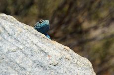 David & Nadia Swartland