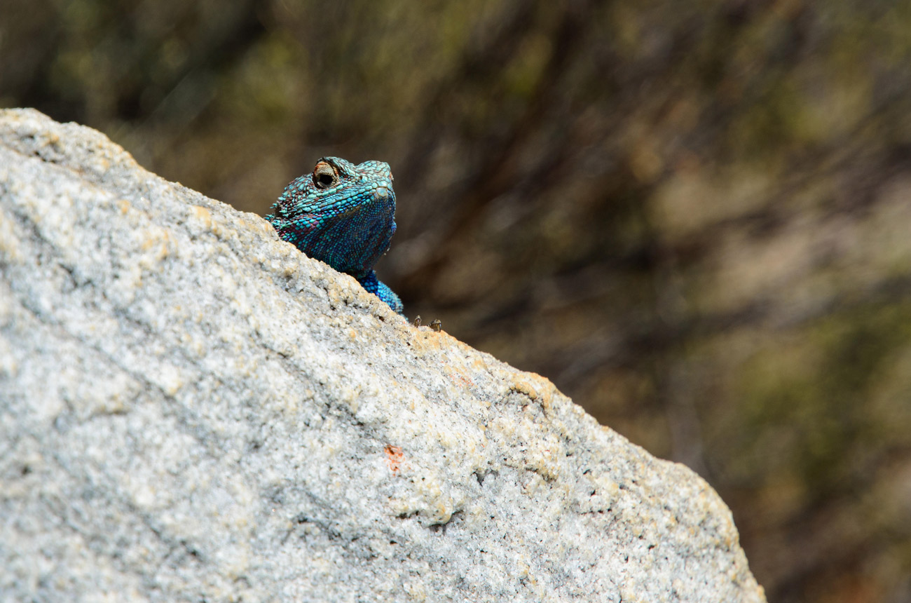 David &amp; Nadia Swartland