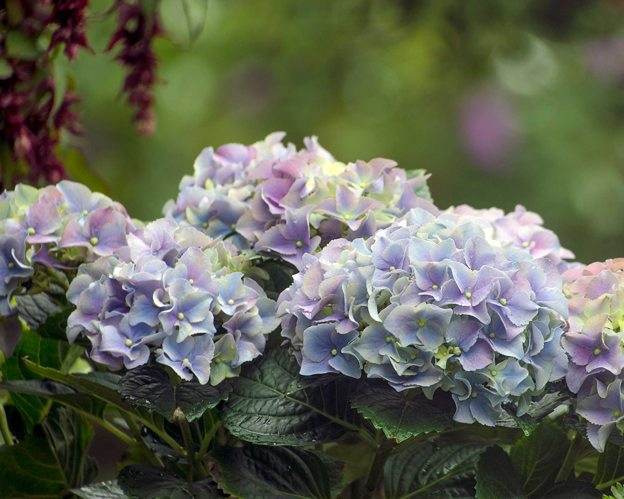 Why Is My Hydrangea Not Blooming? 5 Problems And Solutions | Gardeningetc