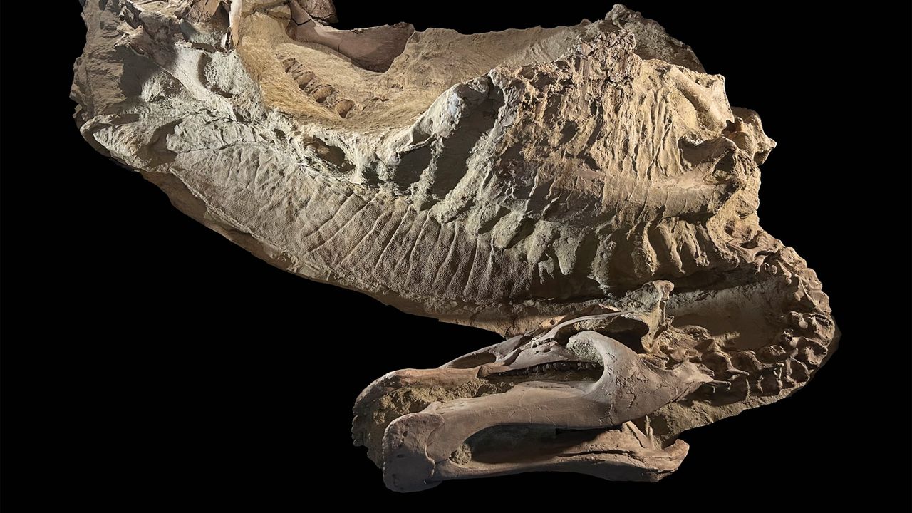 First-ever 'mummified' and hoofed dinosaur discovered in Wyoming badlands