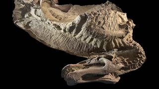 A photograph of the juvenile duck-billed dinosaur Edmontosaurus annectens preserved as a dried carcass.