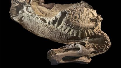 A photograph of the juvenile duck-billed dinosaur Edmontosaurus annectens preserved as a dried carcass.