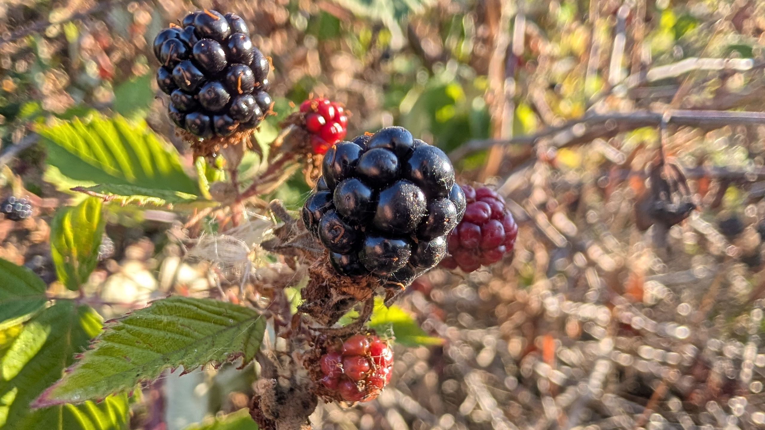 Pixel 10 Pro review