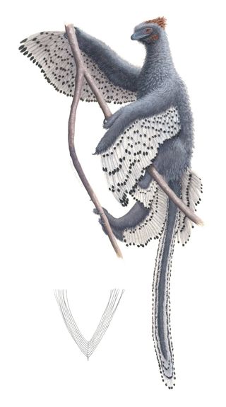 An artistic rendering of the Anchiornis.