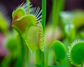 Venus fly trap plant with green leaves