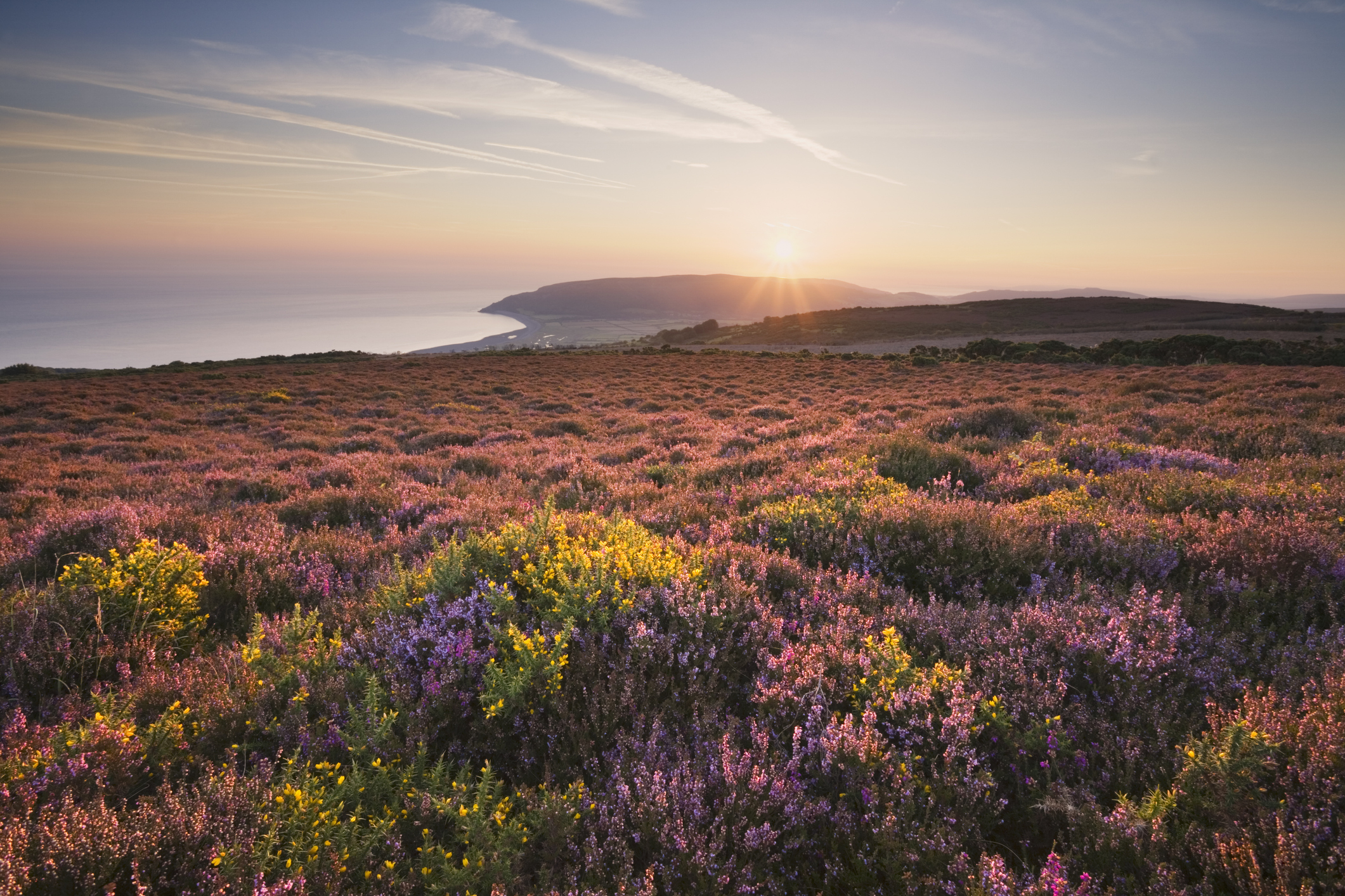 Heather and Gorse on Exmoor looking towards Porlock Bay