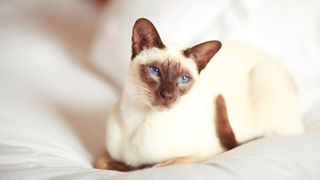 Siamese cat