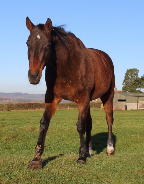Owner Mick Easterby and police are urging the public to report poaching and any suspicious behaviour to police to help improve the safety of everyone in the countryside after a horse died and others were injured in an incident where it is suspected they were spooked by poachers