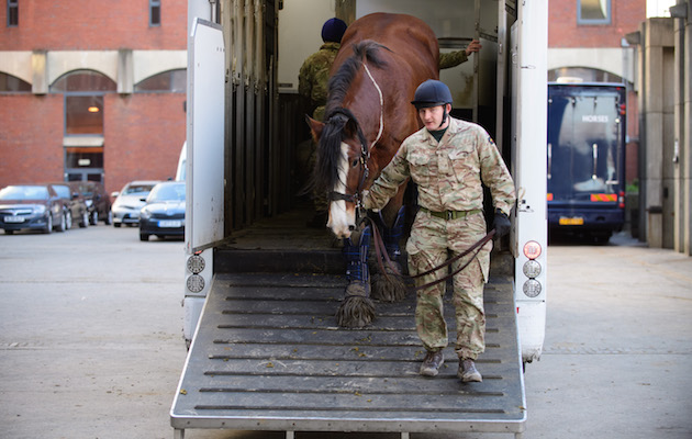 muddy cavalry horses
