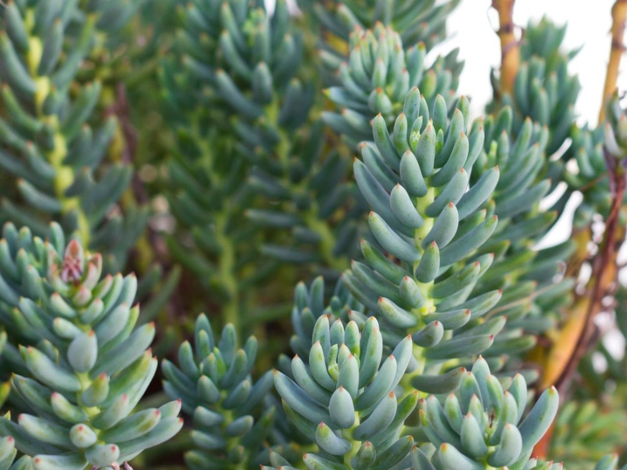 Turquoise Tails Blue Sedum Plant