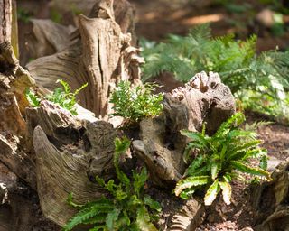 stumpery for attracting wildlife in a garden