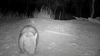 A still of an endangered wombat caught on a trail camera 