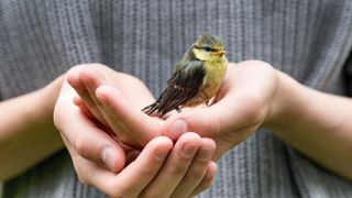 Hands holding bird