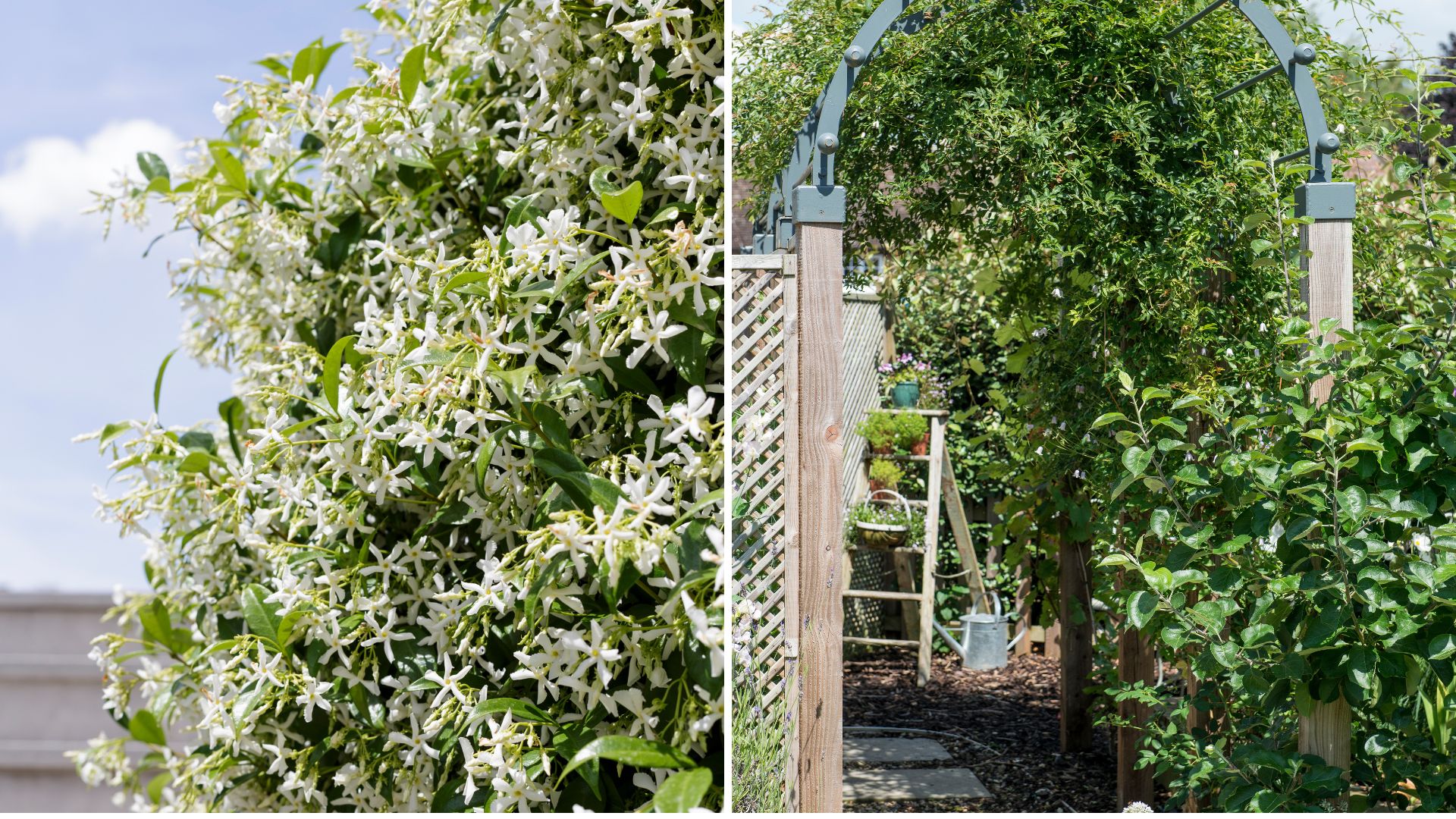 white flowering jasmine growing on a garden arbour