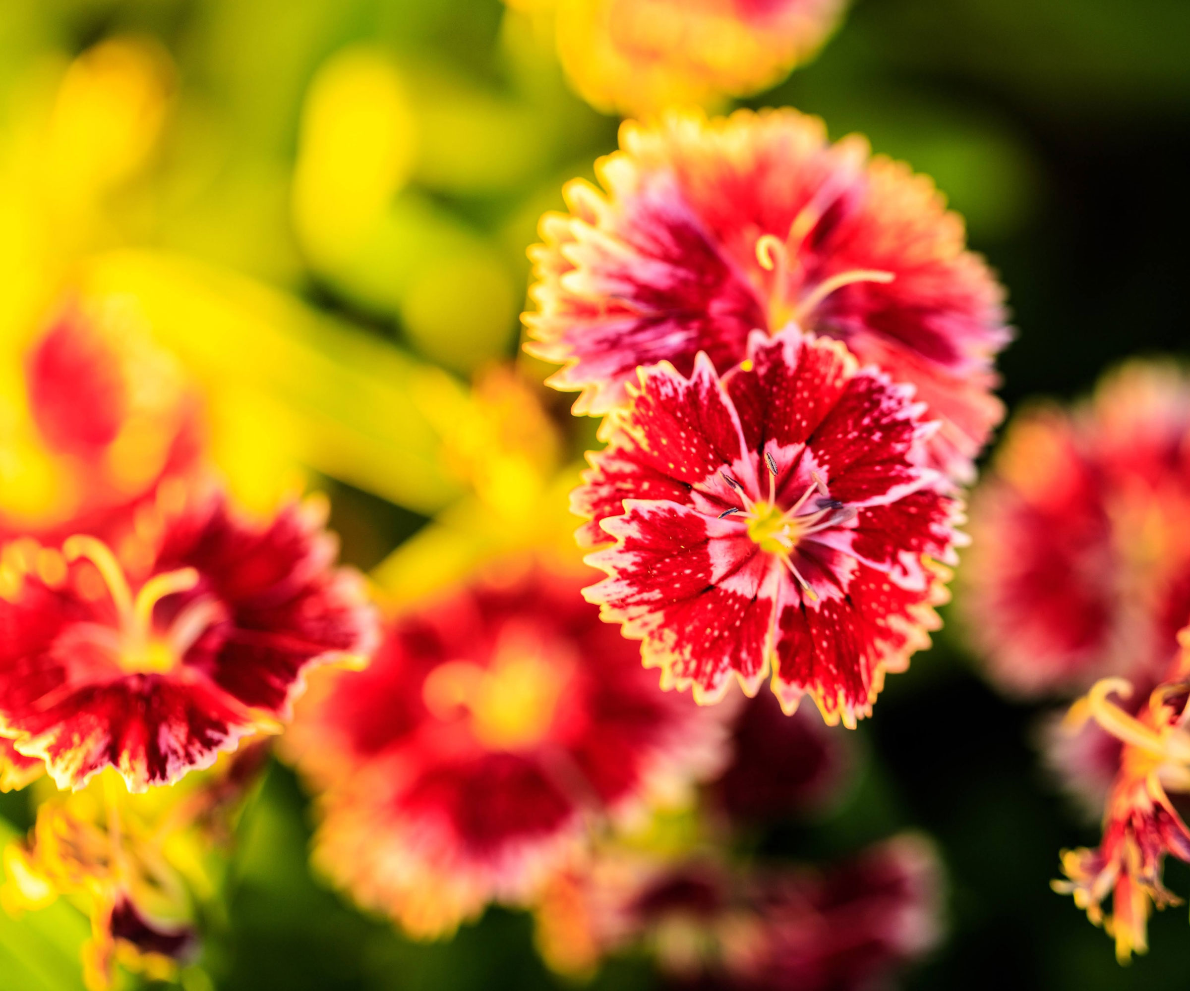 dianthus China Pink Splendor in bloom