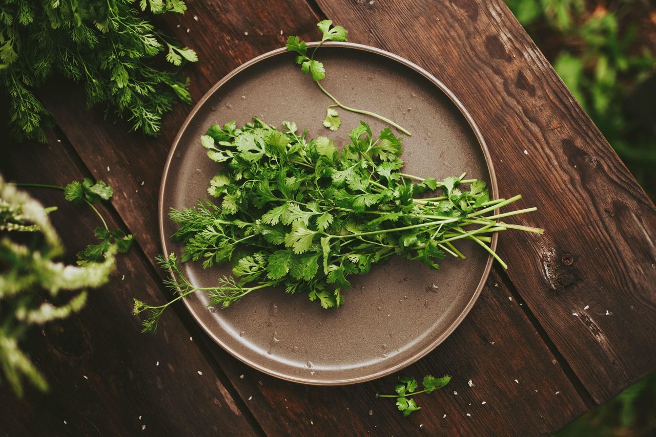 Bunch of fresh coriander on a wooden dark table.