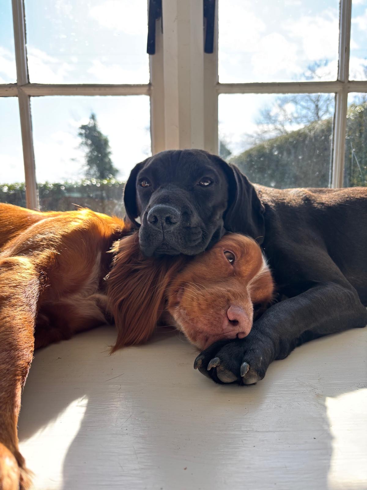 A cocker spaniel and a pug x cocker spaniel cuddling