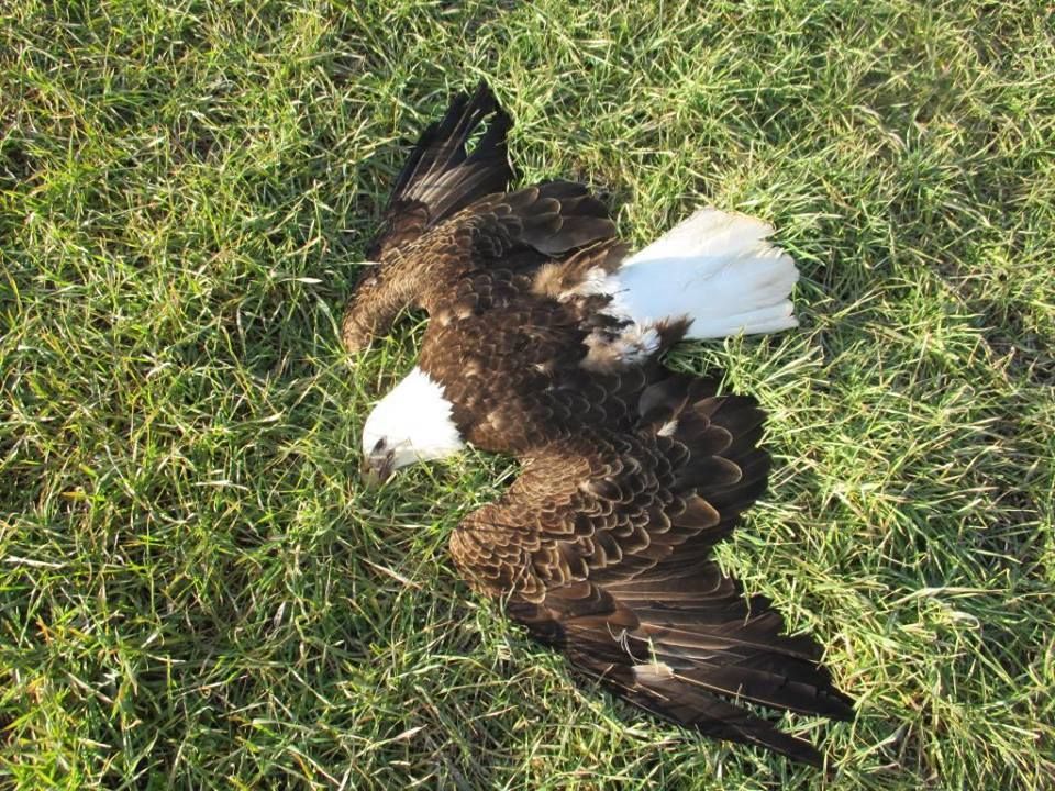 bald eagle poisoned