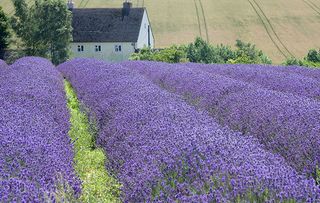 history of lavender