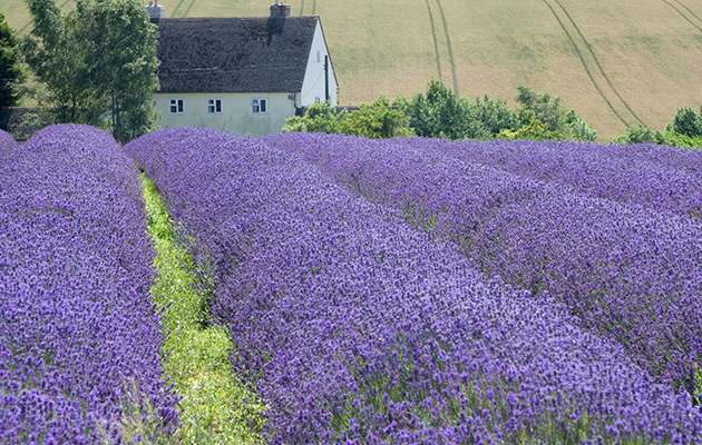 history of lavender