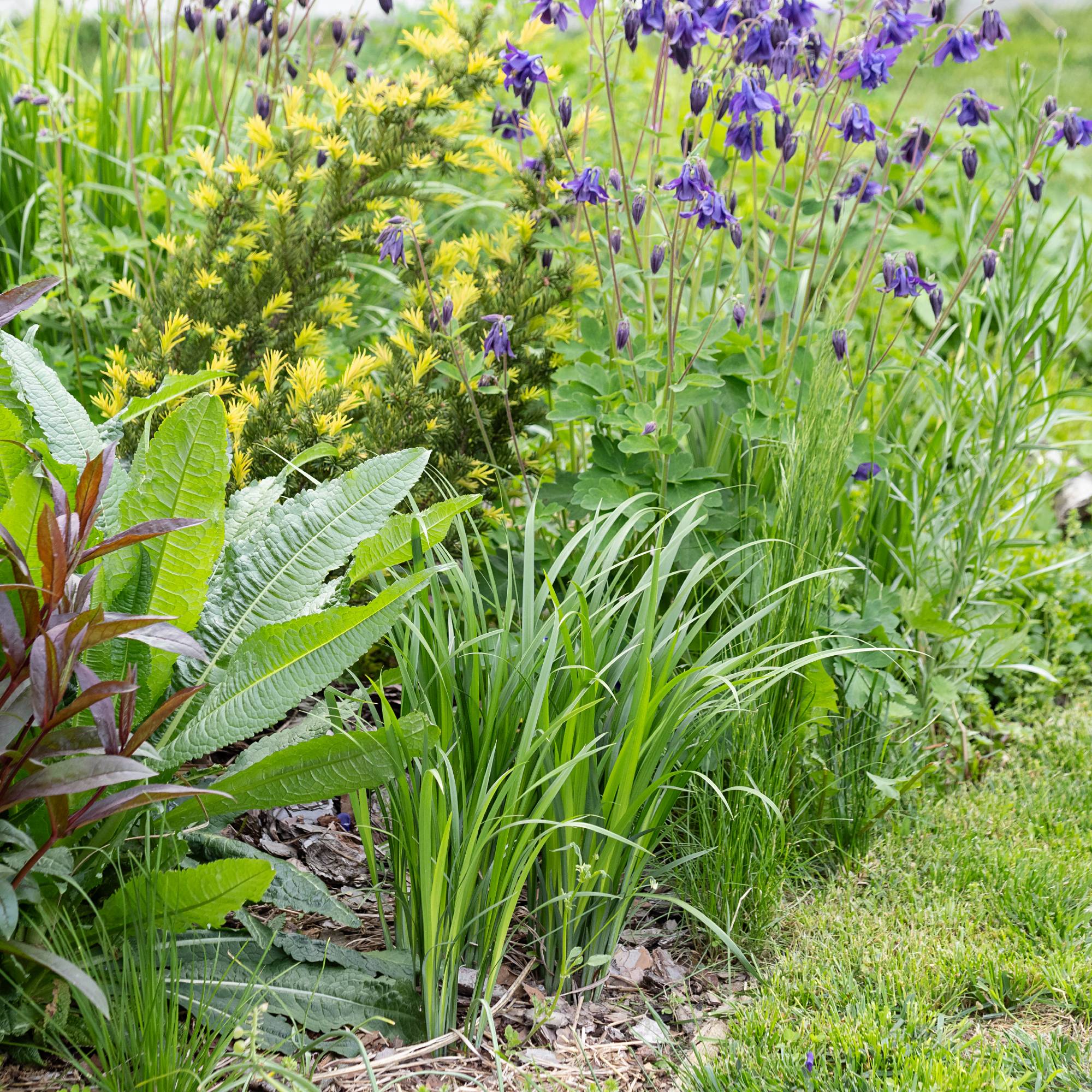 Grass in flower bed