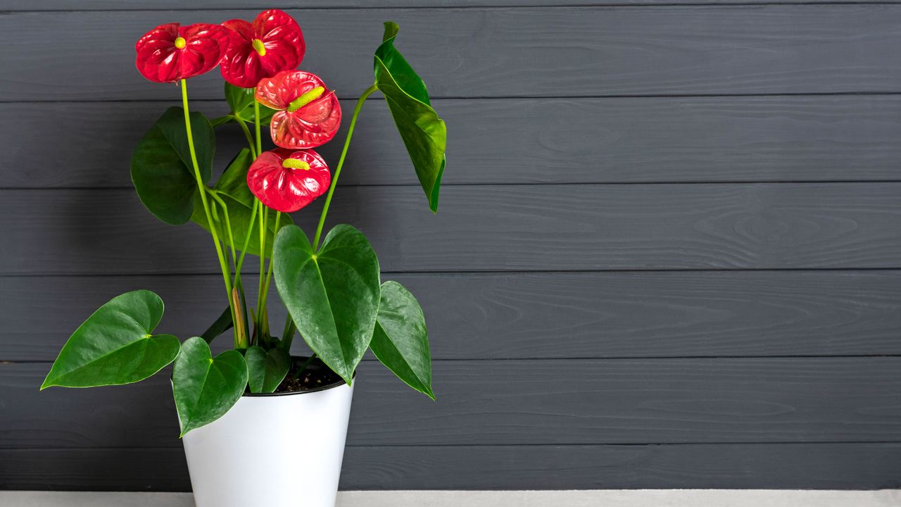 red Anthurium houseplant in white flowerpot 