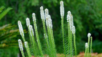 Liatris spicata / Blazing star 