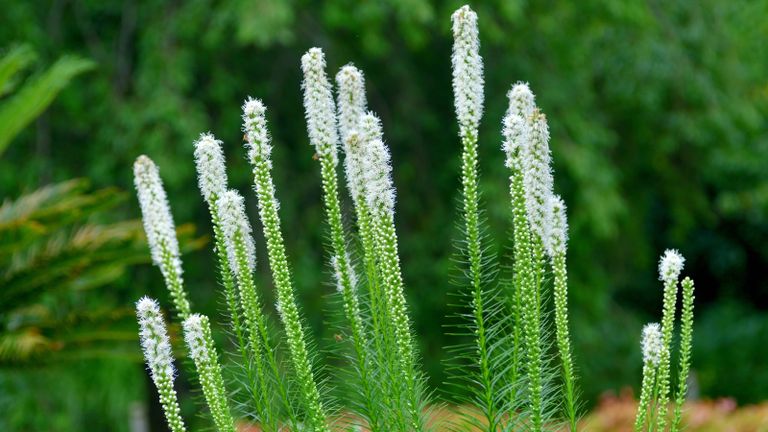 Liatris spicata / Blazing star